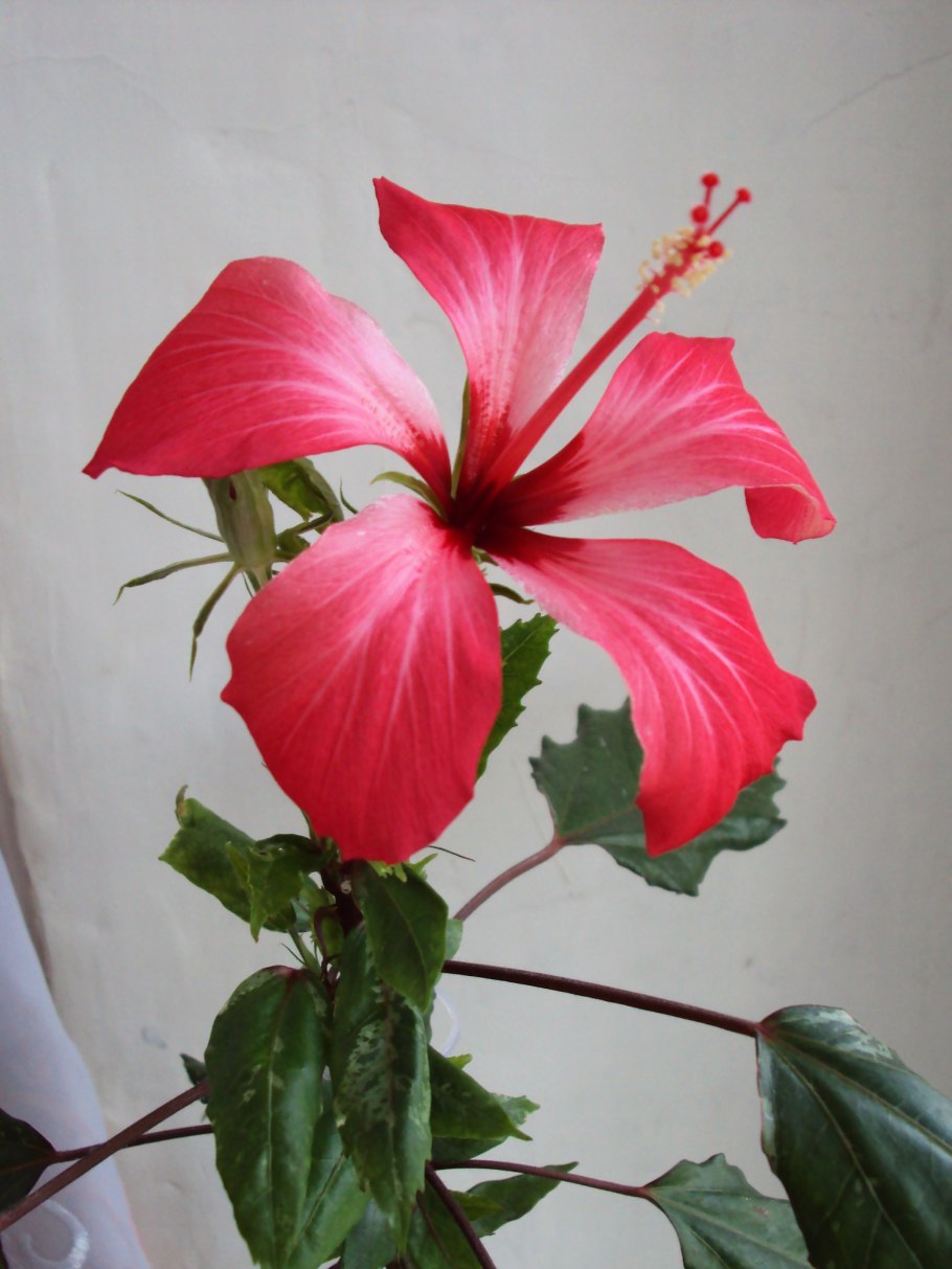 Оранжевая роза гибискус