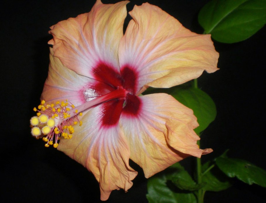 Гибискус Креол леди