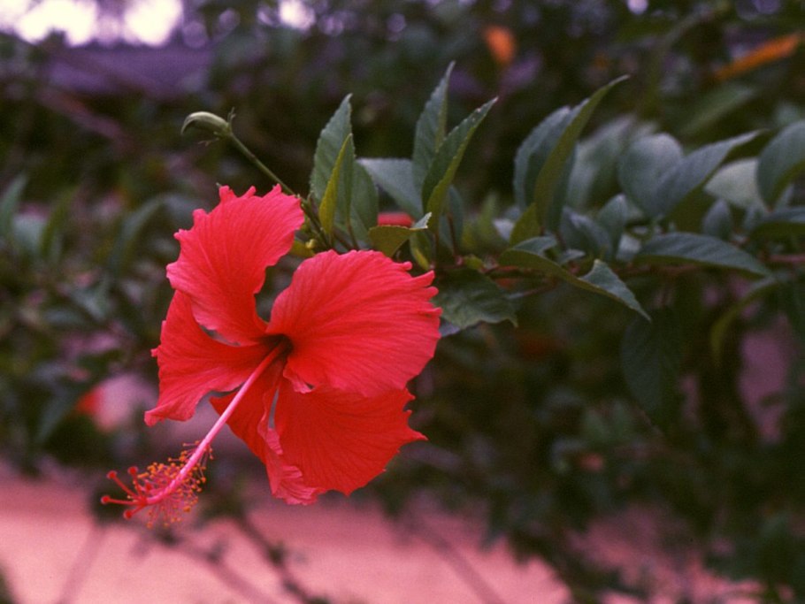 Гибискус липолистный