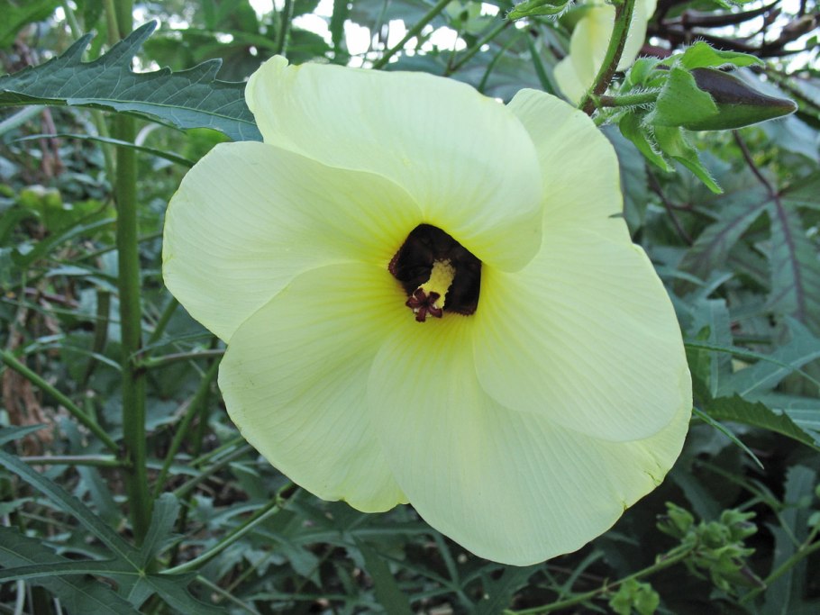 Королевский гибискус