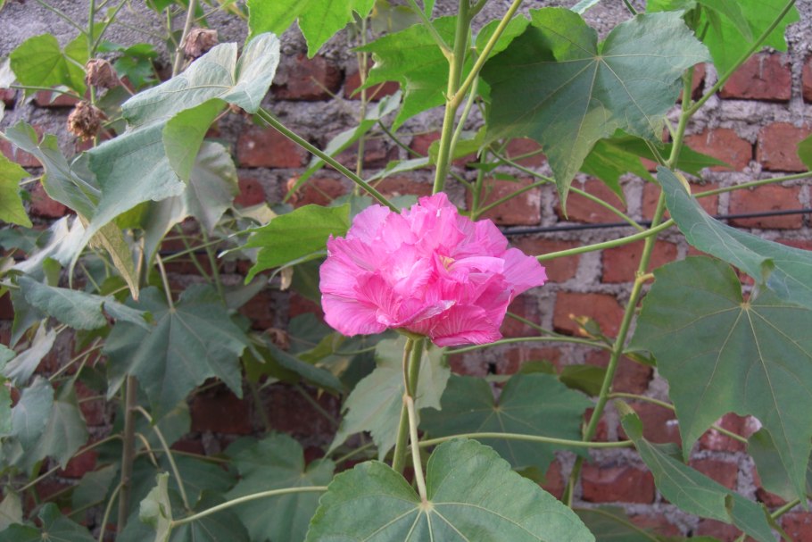 Гибискус изменчивый роза