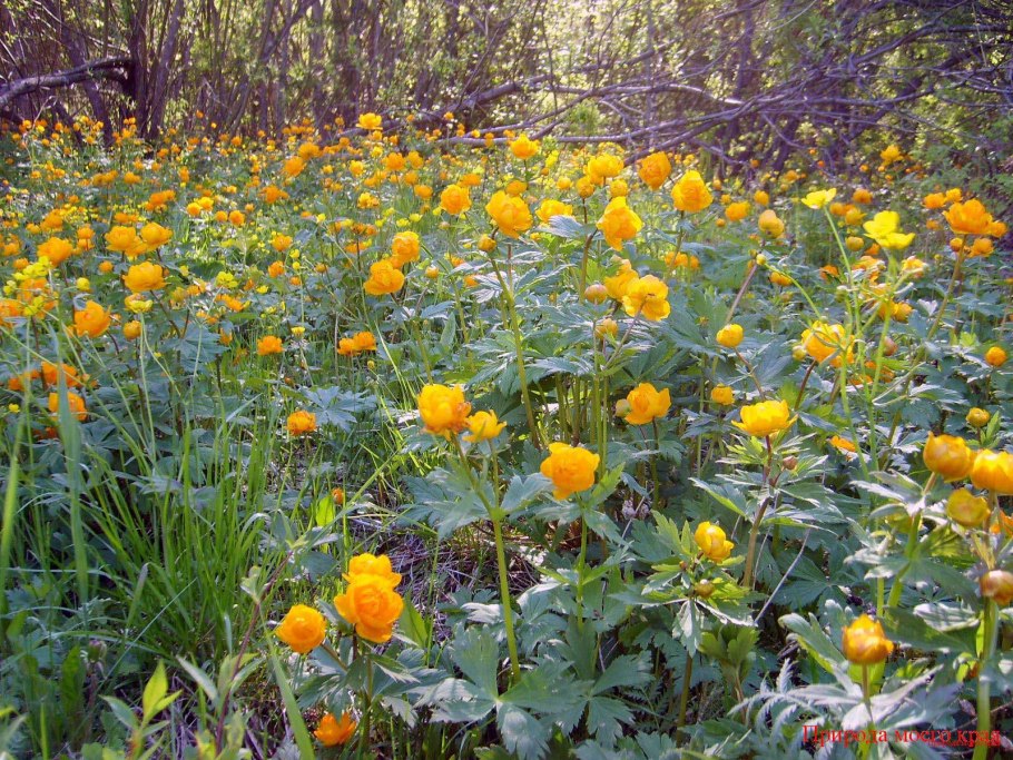 Пик цветения Купальницы поле