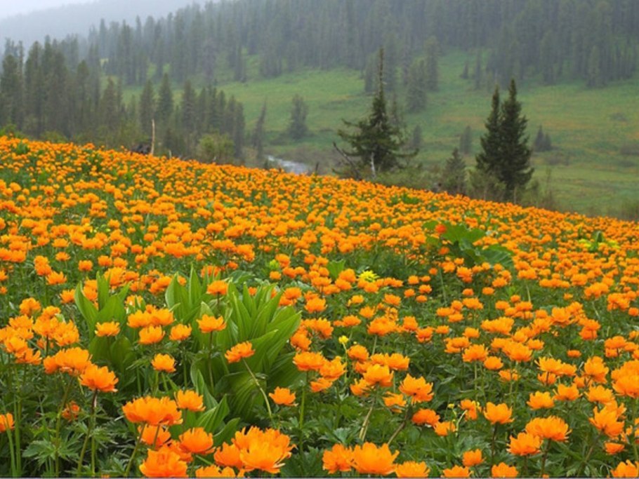 Сибирские цветы огоньки жарки
