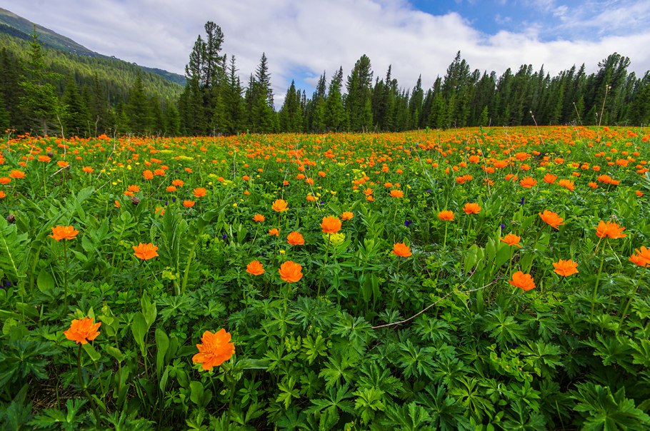 Сибирские огоньки жарки
