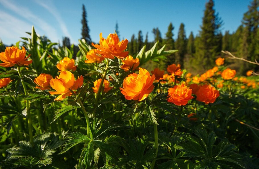 Цветы жарки Сибирские