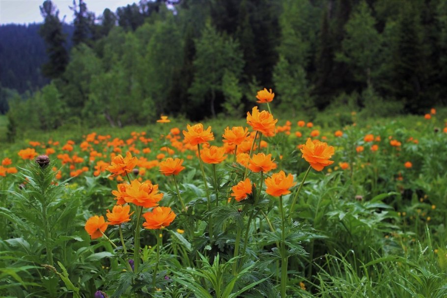 Купальница азиатская огоньки