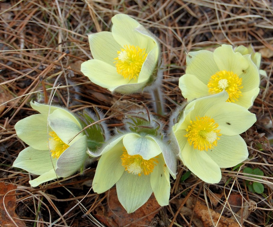 Подснежники прострел Уральский