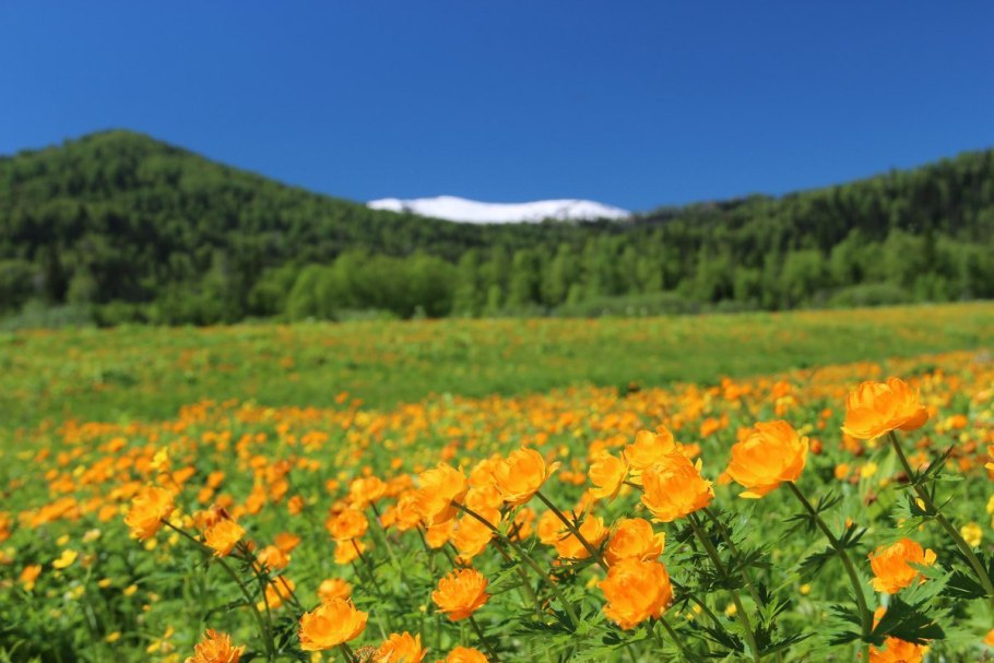 Горный Алтай купальница