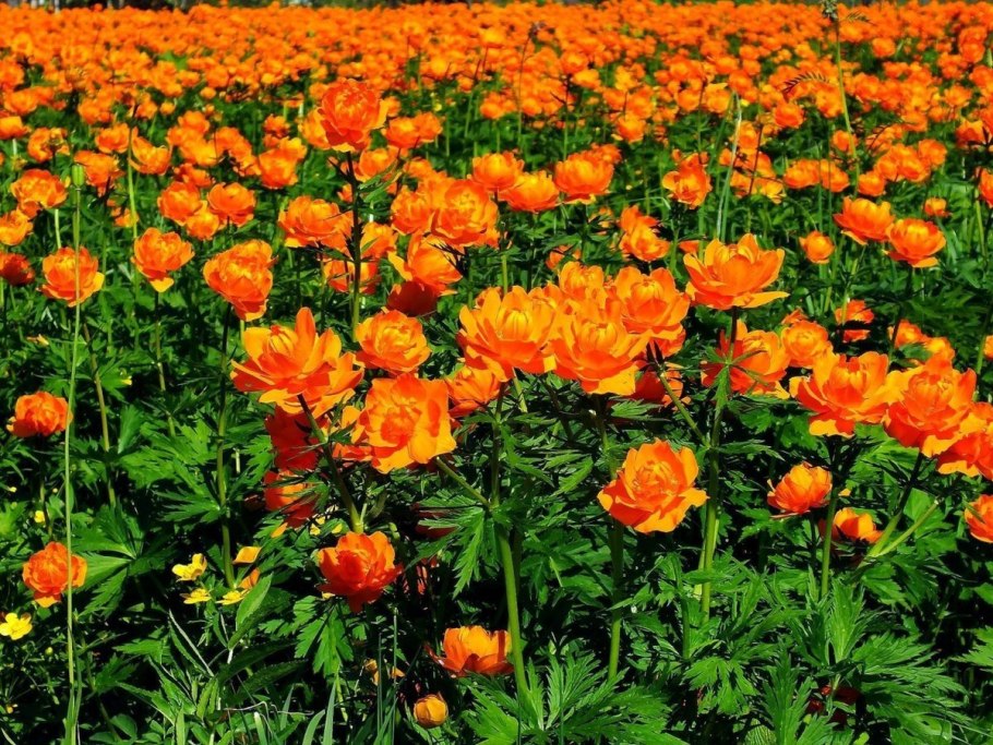 Купальница Алтайская