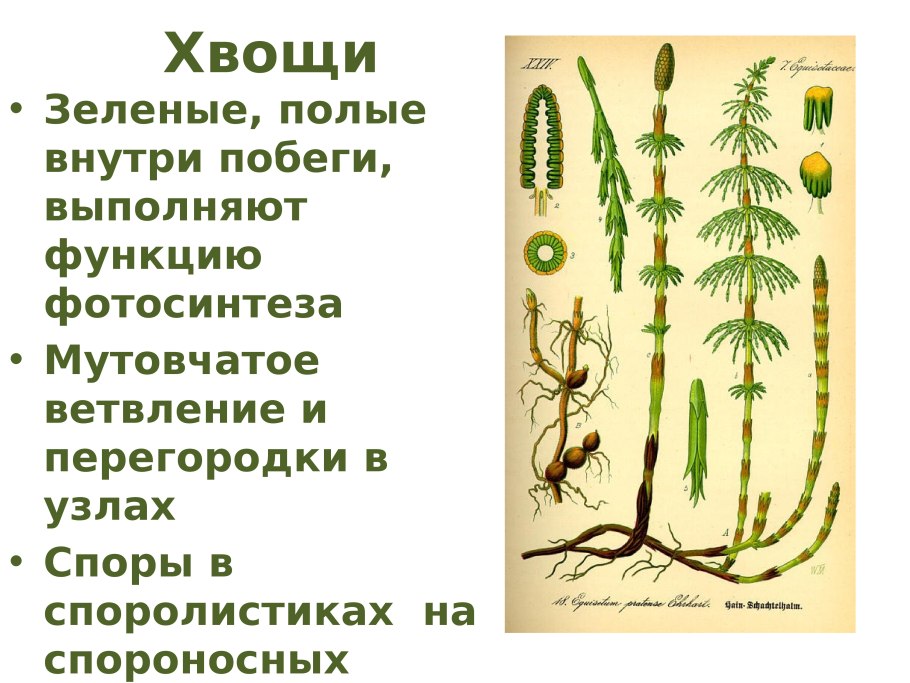 Учебник по биологии 6 класс Пономарева Корнилова папоротники