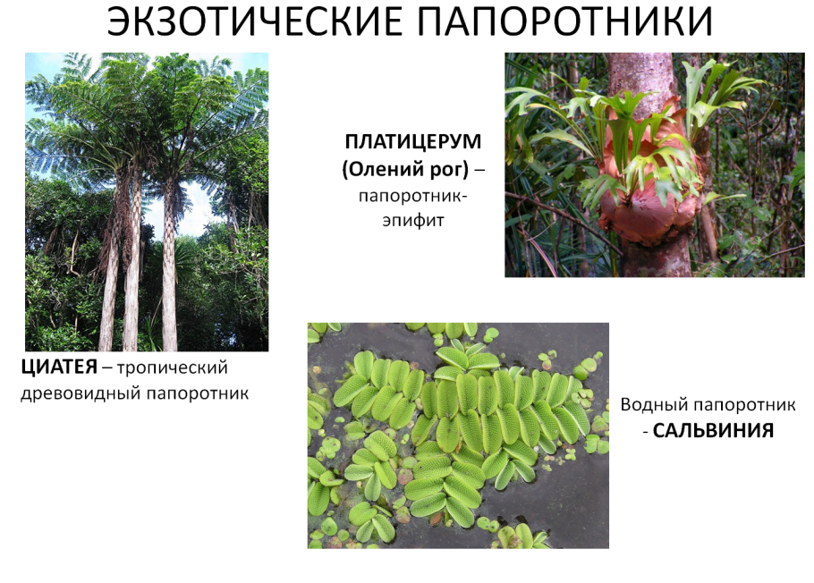 Споровые растения Папоротниковидные