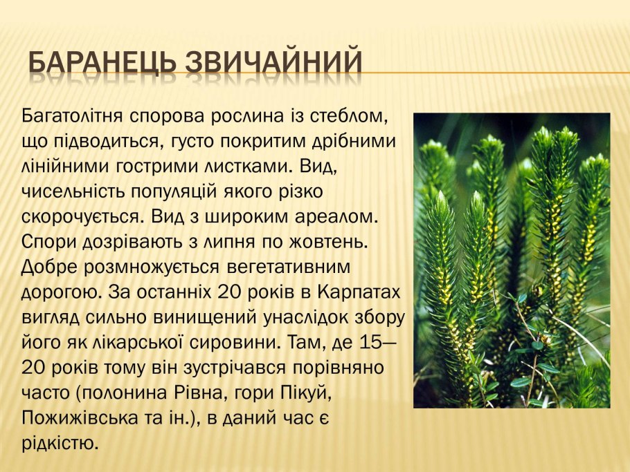 Плауны представители