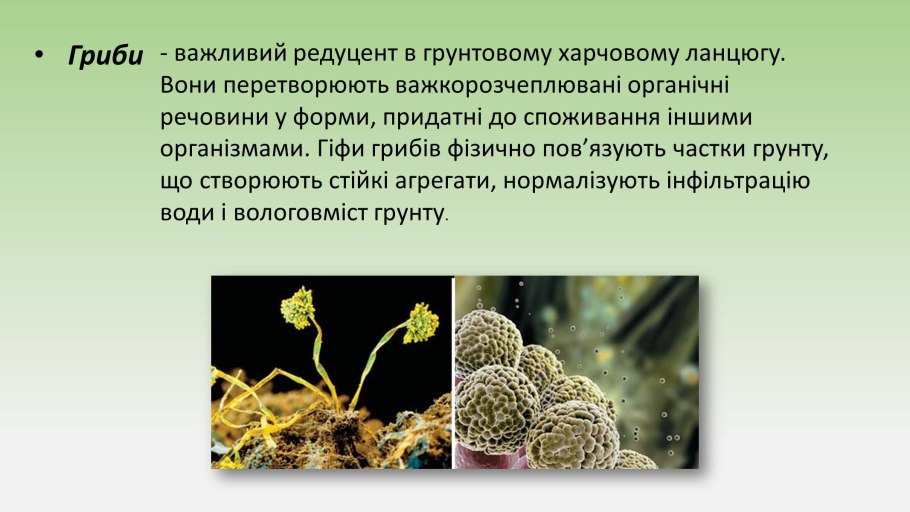 Отдел Папоротникообразные высшие споровые растения