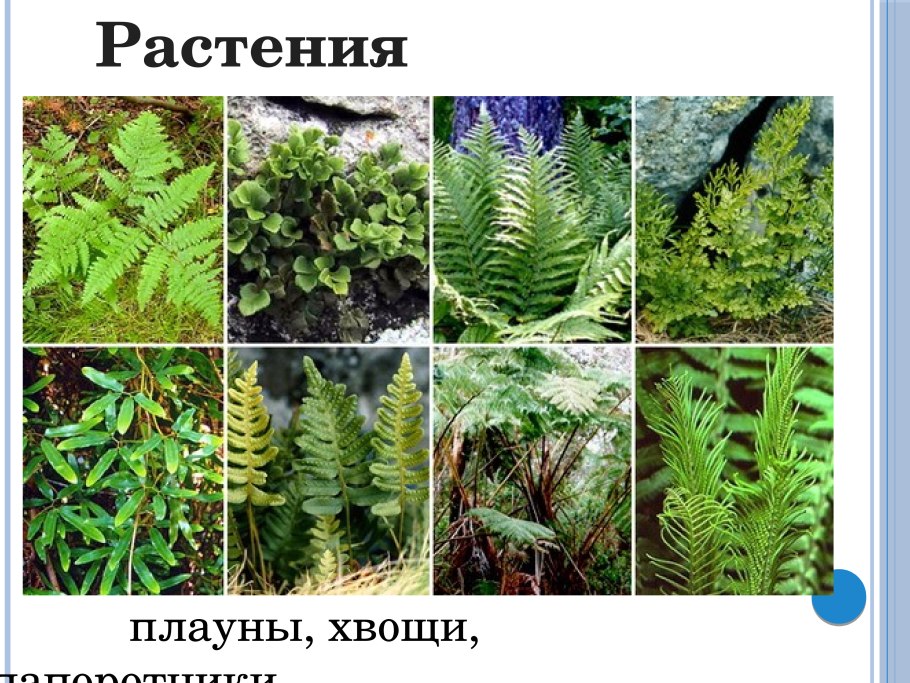 Папоротник плаун булавовидный