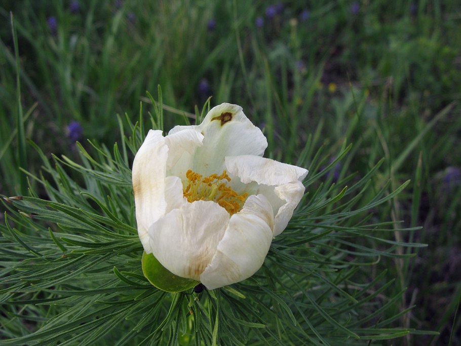 Пион тонколистный и Степная гадюка