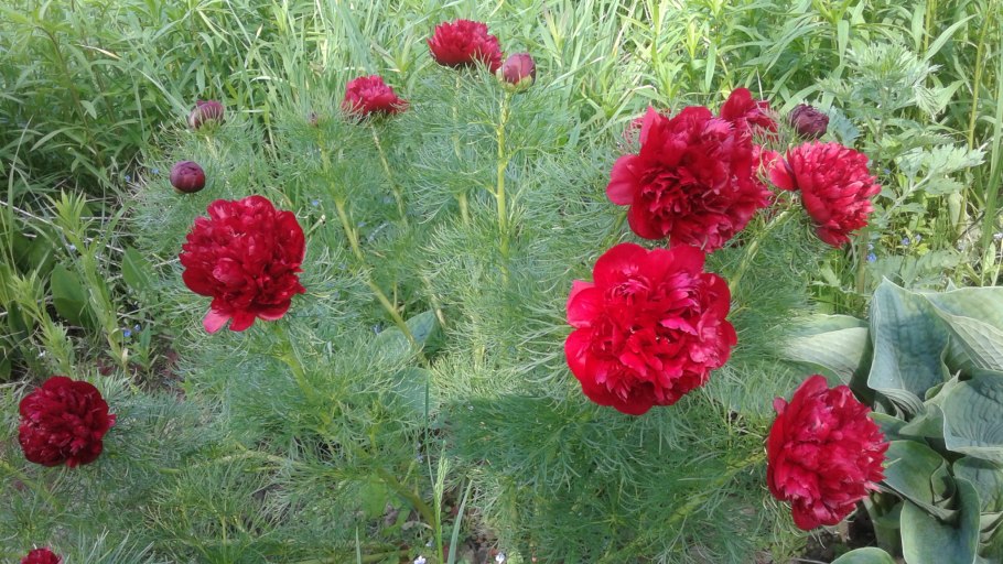 Пион узколистный какие семена в пачках или как покажи картинку