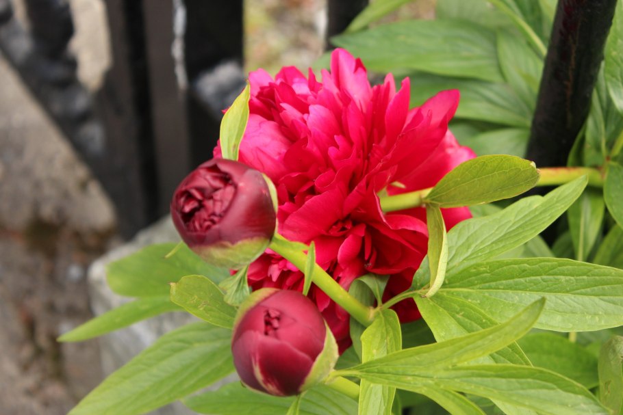 Пионовый рассвет