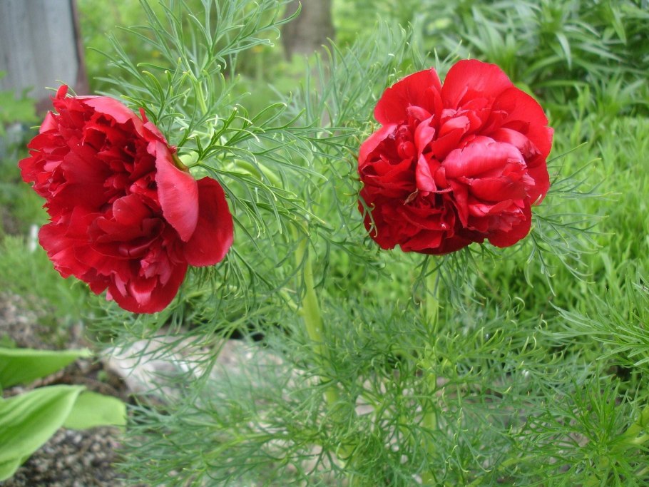 Пион тонколистный зимовка