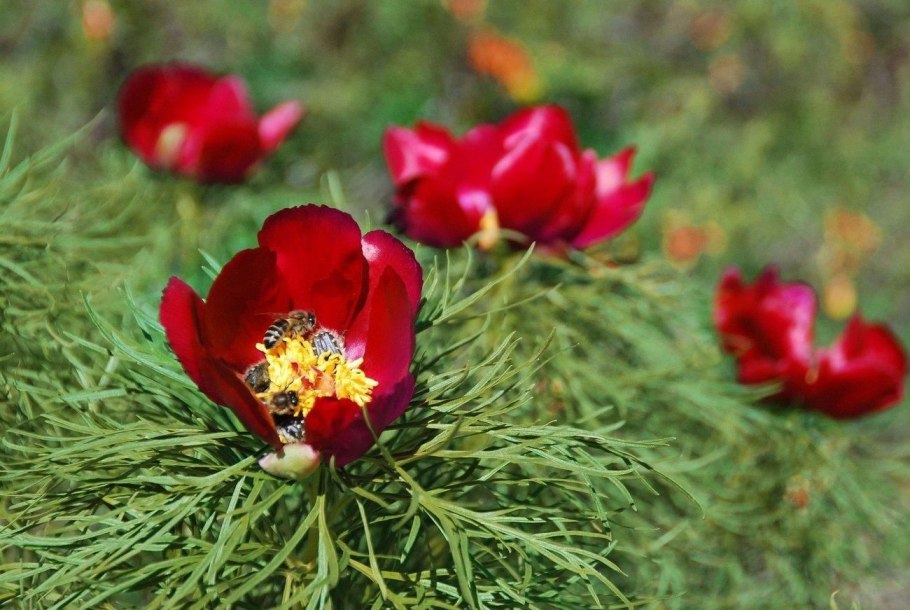 Пион тонколистный Paeonia tenuifolia