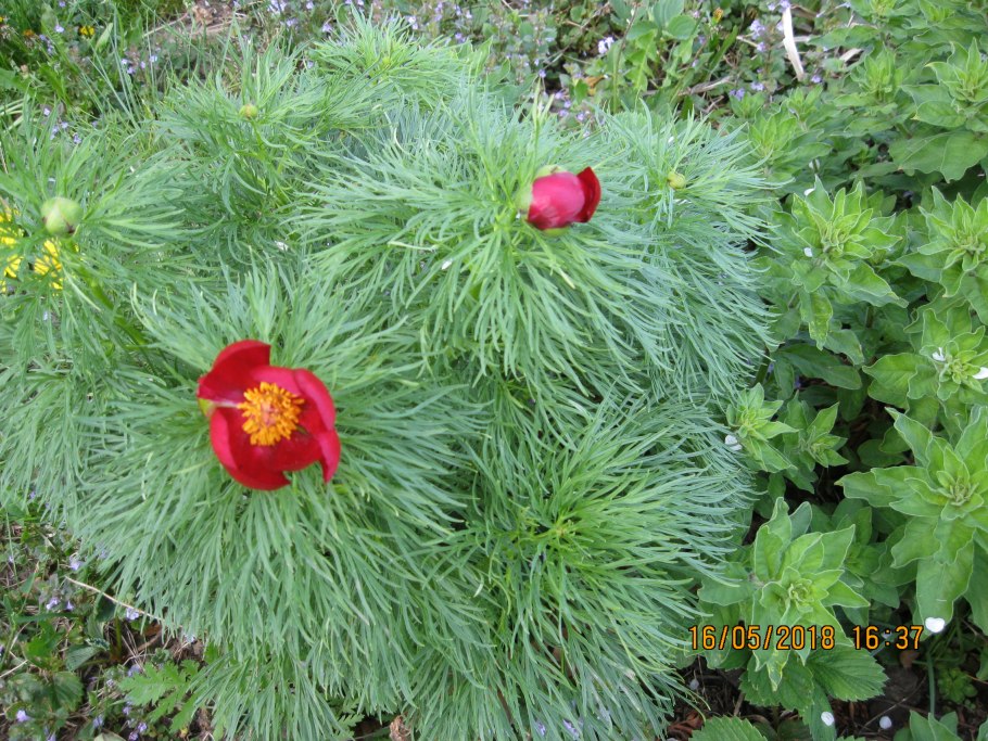 Пион tenuifolia rosea