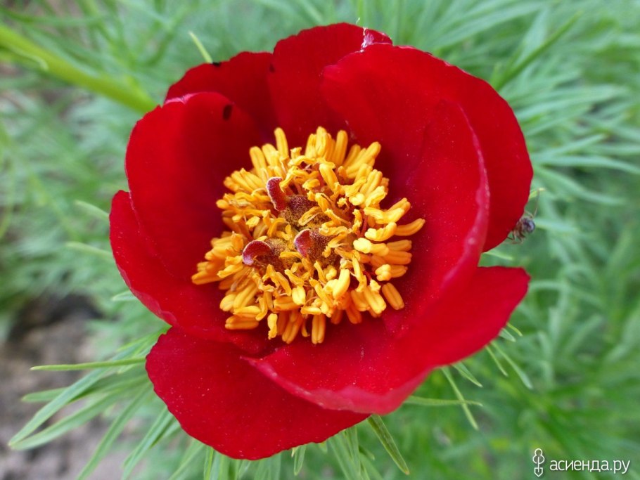 Пион Казачок