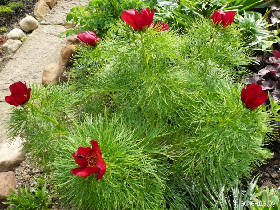 Пион тонколистный всходы