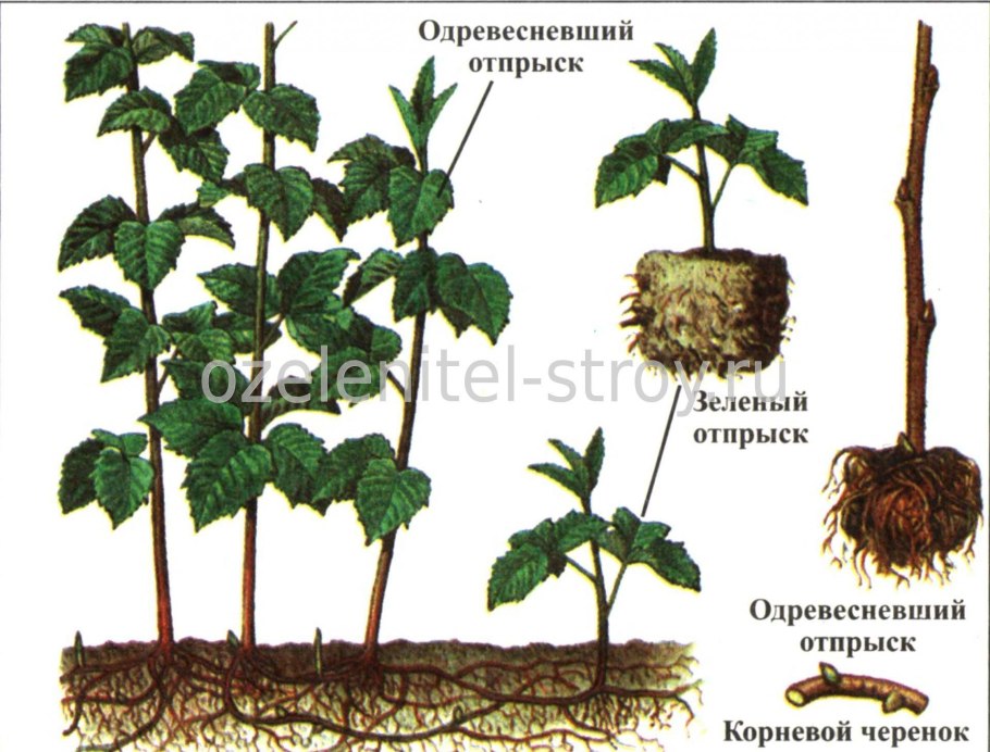 Черенок смородины укоренить