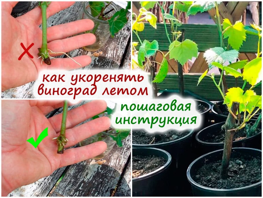Размножение йошты отводками