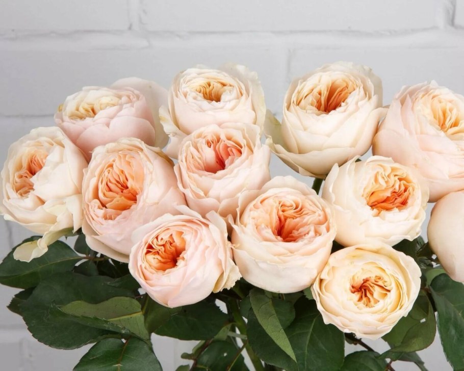 Роза вувузела Голд