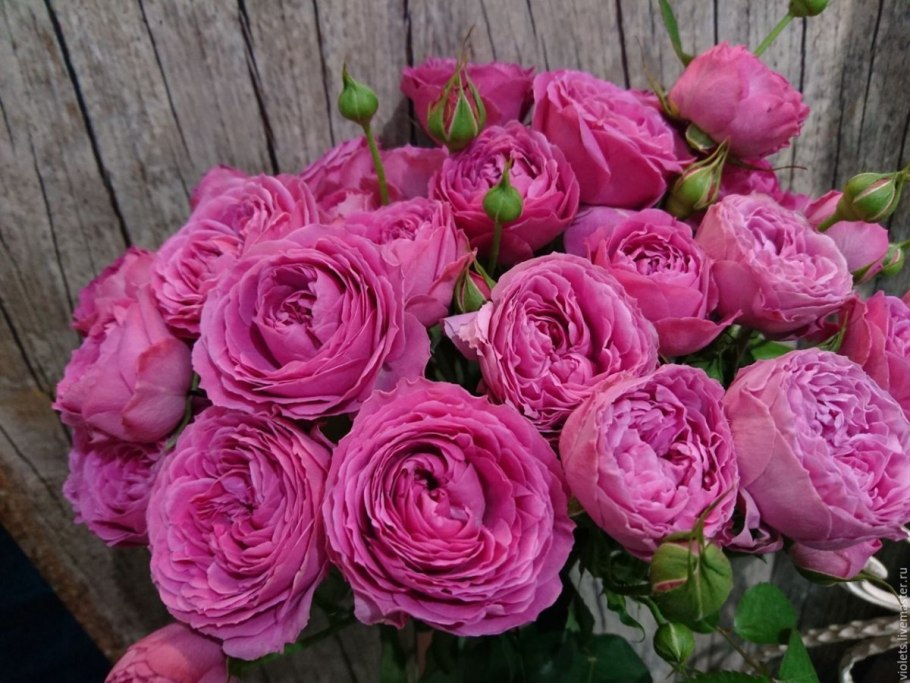 Английская пионовидная роза