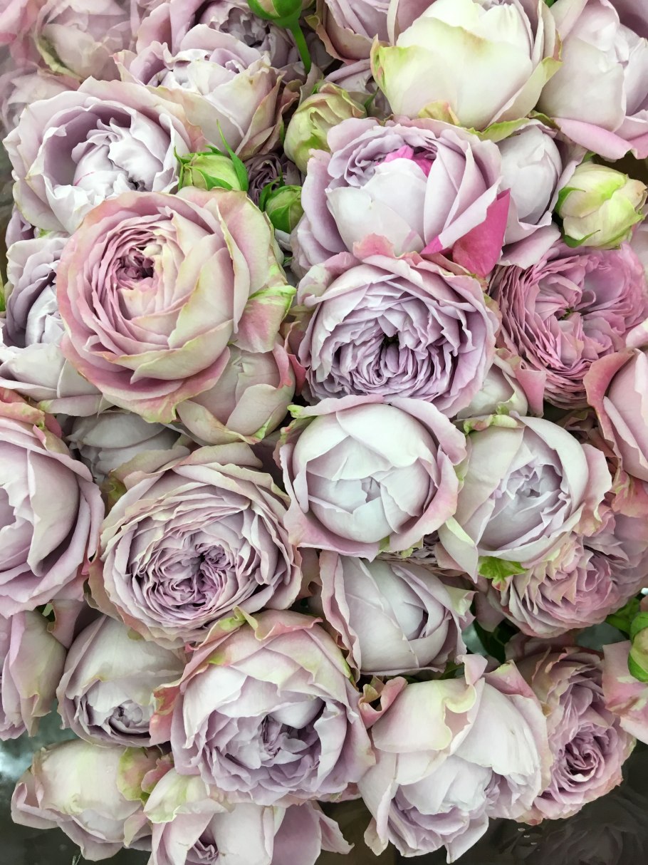 Пионовидная роза