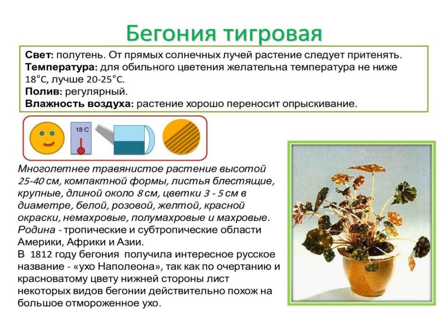 Лист вегетативный орган