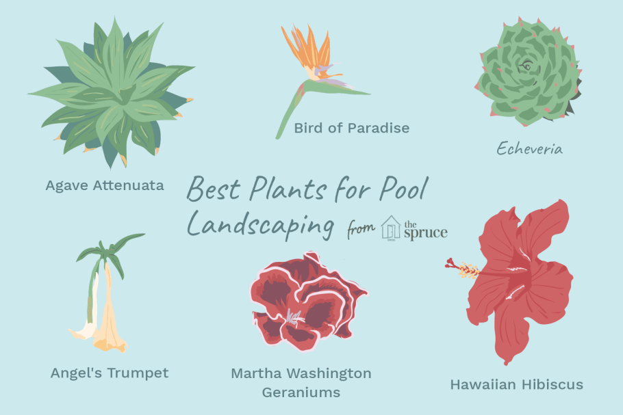Побег и почки, строение стебля и листа.