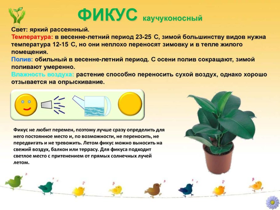 Паспорт комнатных растений толстянка