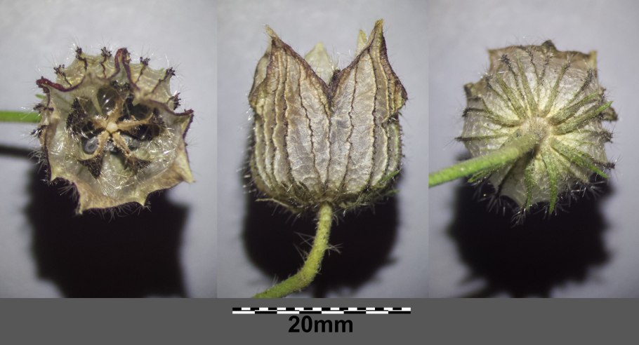 Схема обмена веществ у растений