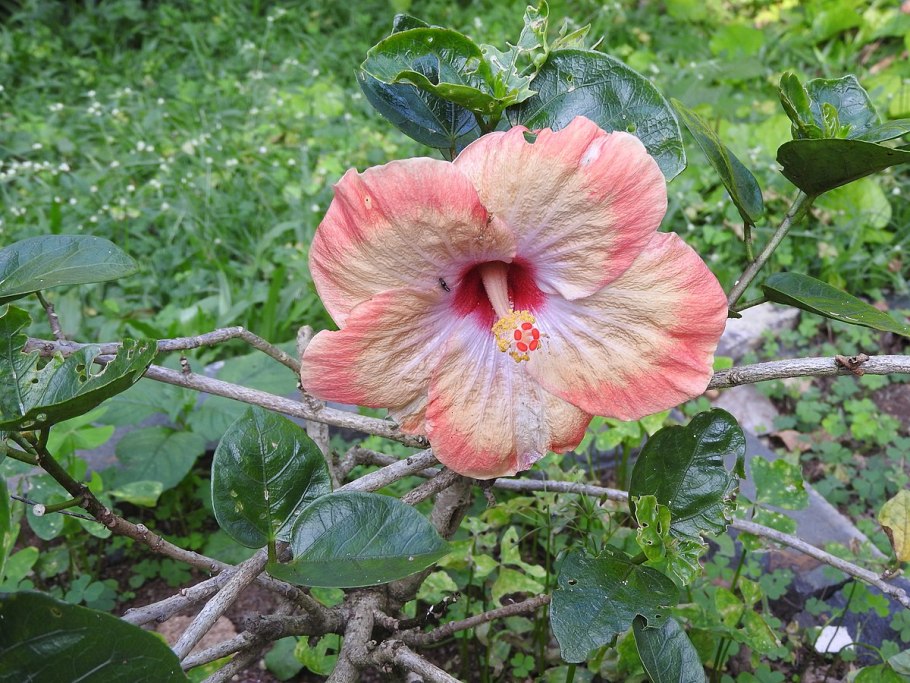 Правильная обрезка роз