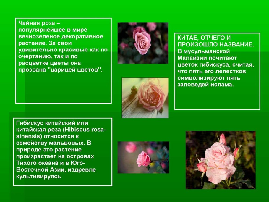 Роза китайская систематика