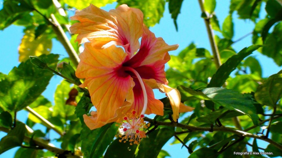 Приспособления растений