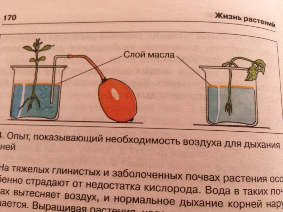 Паспорт комнатных растений алоэ
