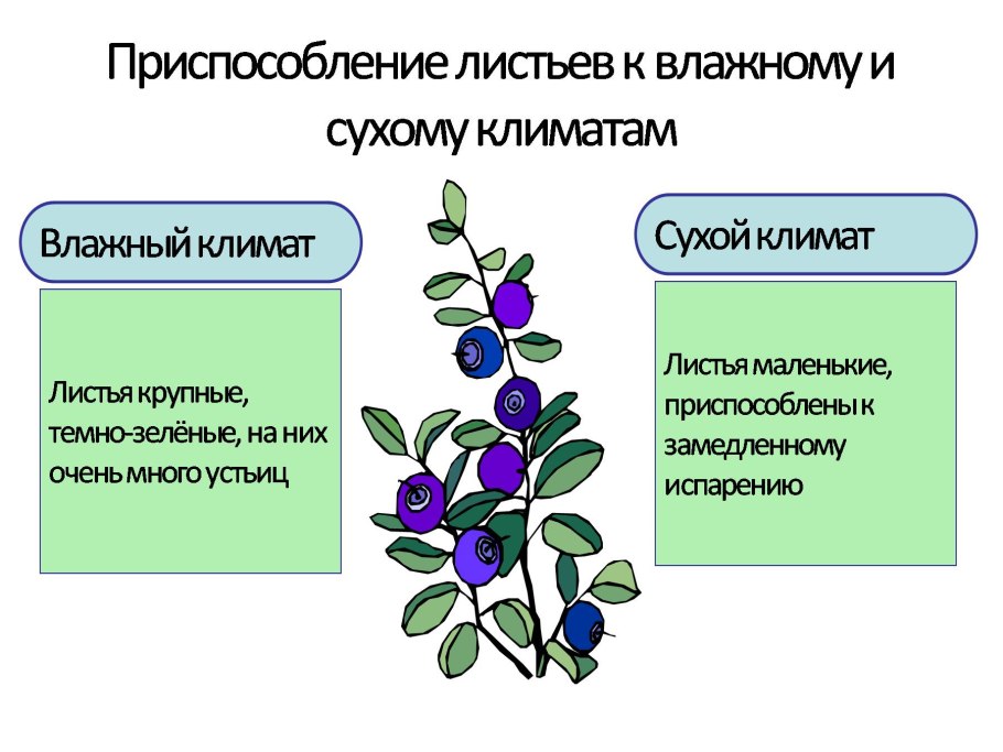 Испарение это в биологии