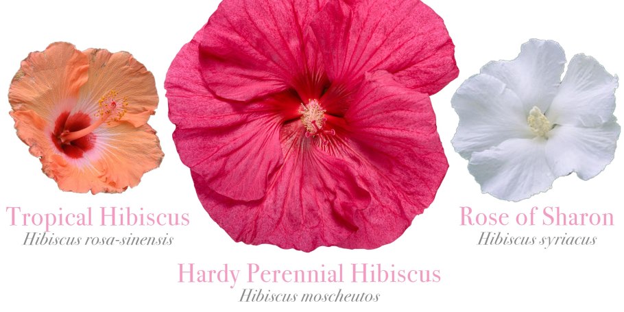 Листья влажных мест обитания