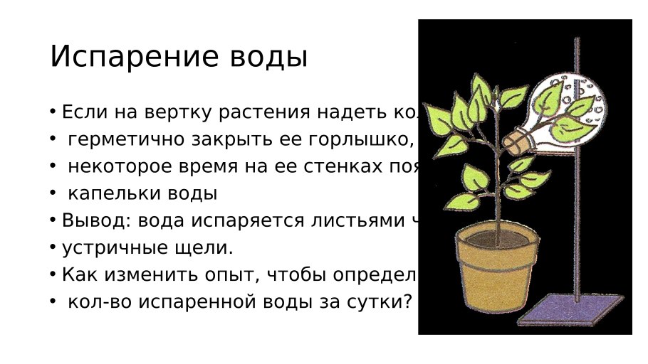 Опыт доказывающий испарение воды растениями