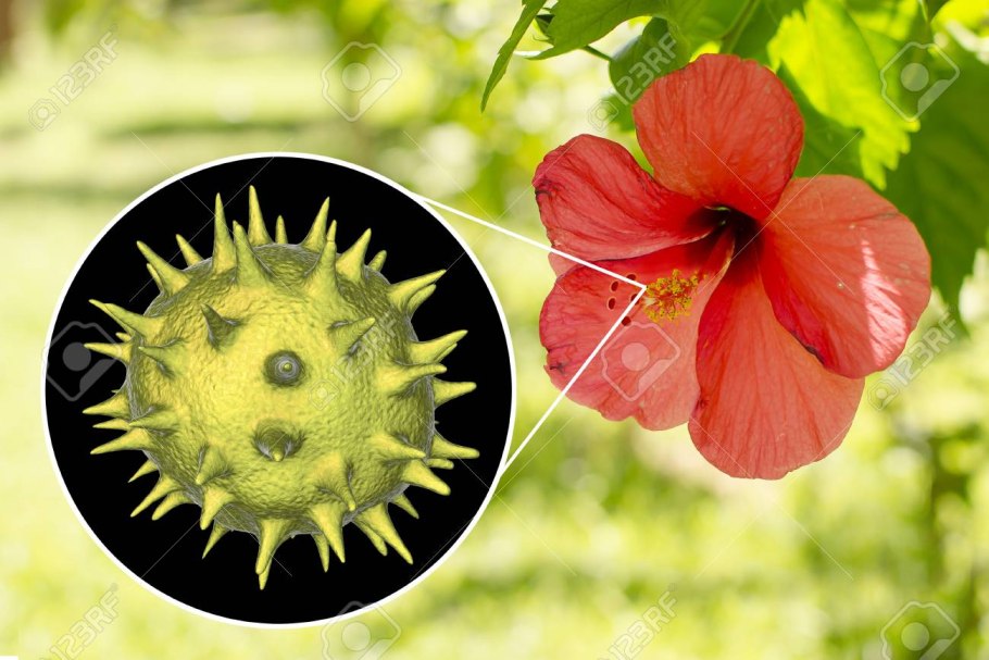 Приспособление хвойных растений к уменьшению испарения воды