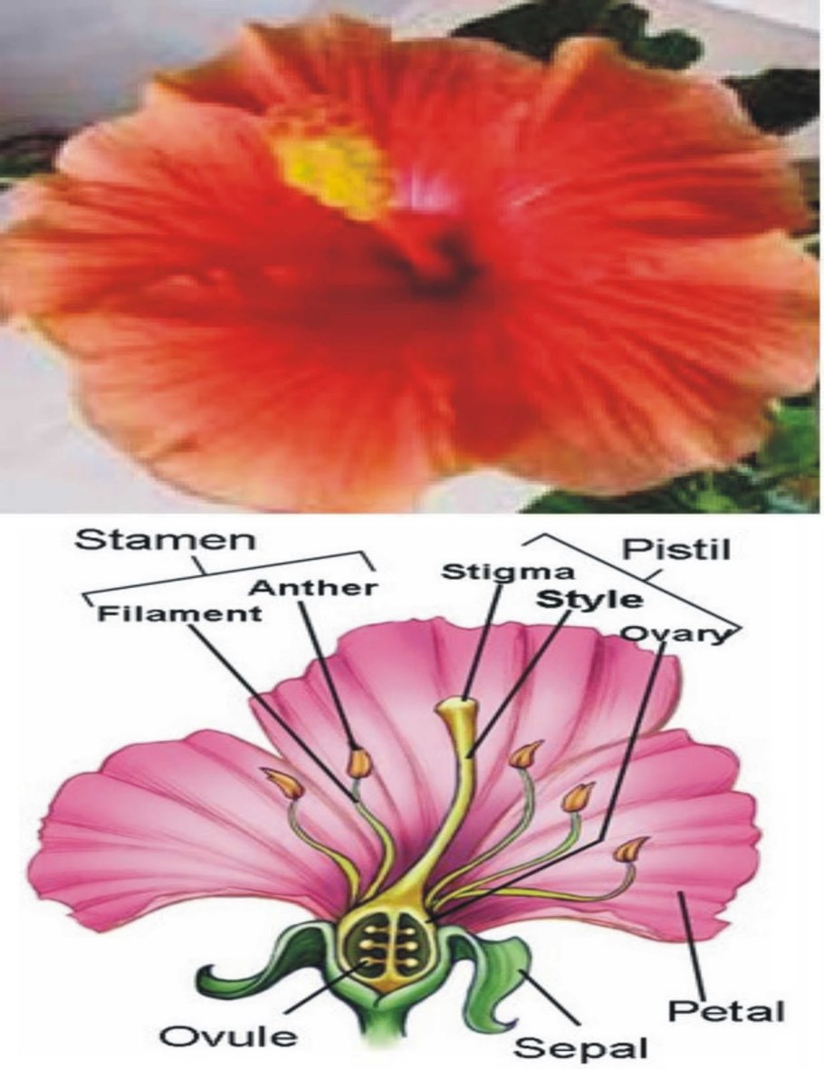 Паспорт комнатного растения фиалка узамбарская