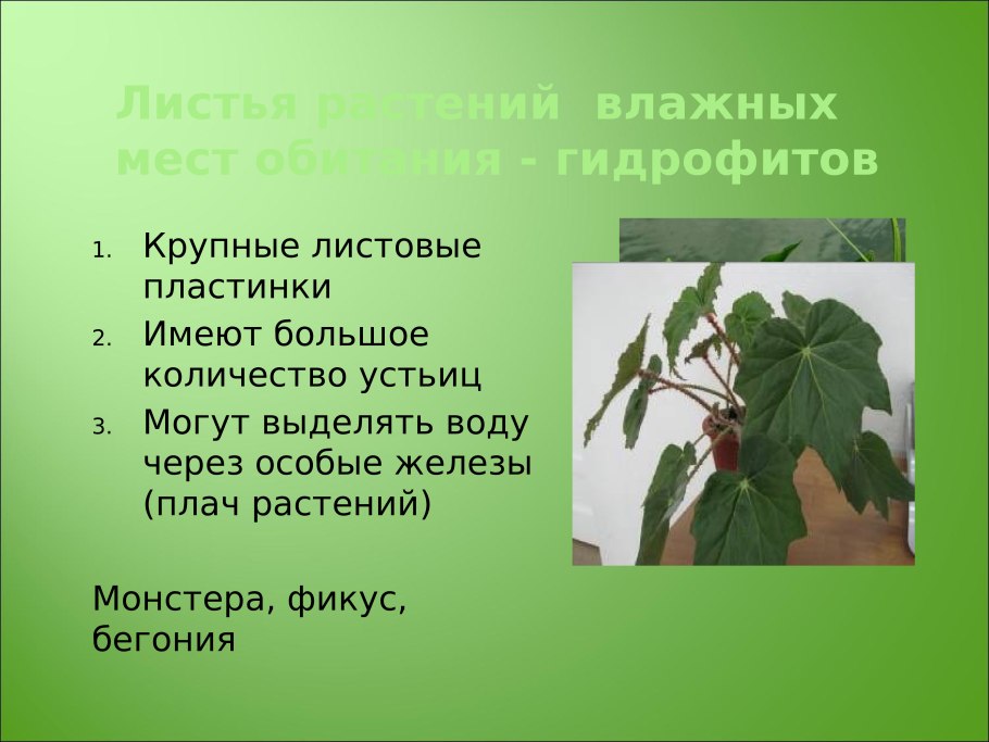 Гибискус строение цветка