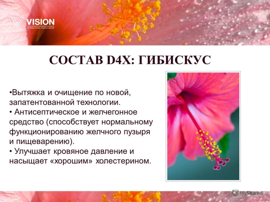 Гибискус описание