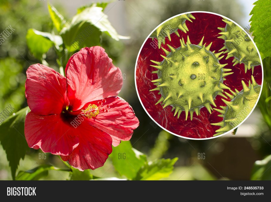 Роза Шарона расцвела