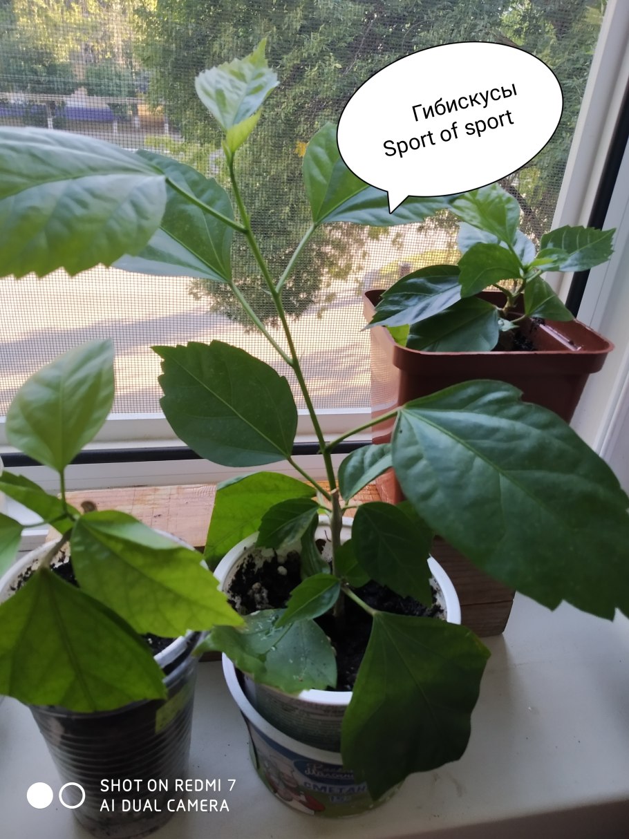 Ветром распространяются плоды каких растений