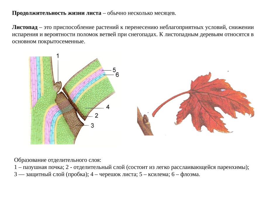 Схема полового размножения цветковых растений