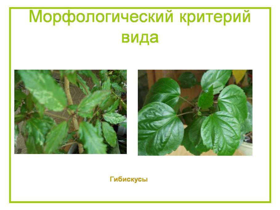 Строение побега розы